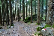 24 Sempre avanti nella splendida abetatia 